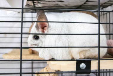 Kafesinde oturan beyaz çinçilya. Şirin tüylü ev hayvanı..