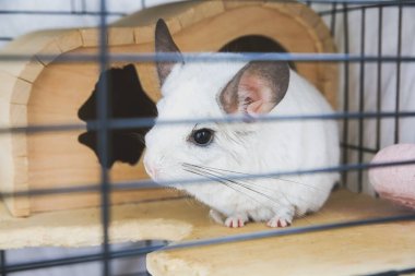 Kafesinde oturan beyaz çinçilya. Şirin tüylü ev hayvanı..