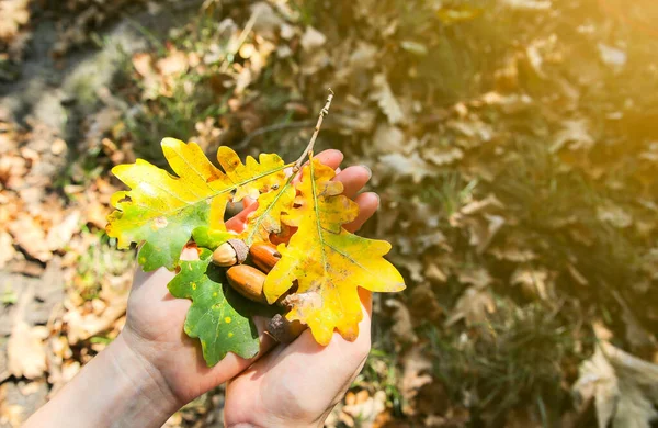 手中拿着绿叶和黄叶的橡果 秋天的森林老橡木季节性概念 — 图库照片