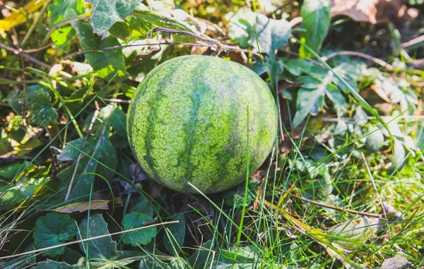 Small Watermelon Lying Ground Healthy Organic Vegetarian Food — Fotografia de Stock