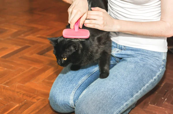 Woman is brushing black cat. Pet grooming. Fur shedding. Happy animal.