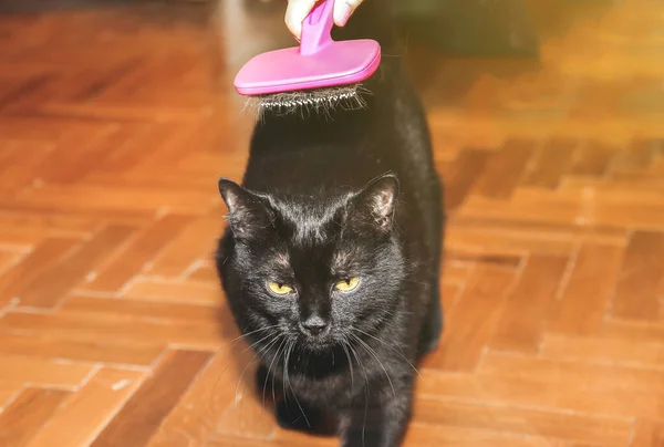 Woman is brushing black cat. Pet grooming. Fur shedding. Happy animal.