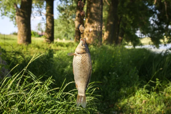 Apanhei Peixe Natureza Passatempo Pesca Grama Verde Árvores Livre — Fotografia de Stock