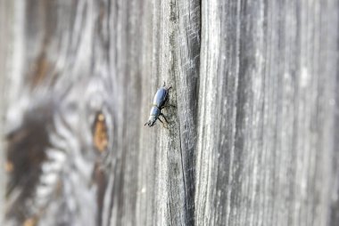 Ahşap arka plan. Açık havada kırsal doku..