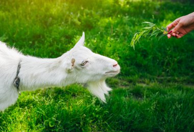 Beyaz keçi söğüt yiyor. Kadın evcil hayvanları besliyor..