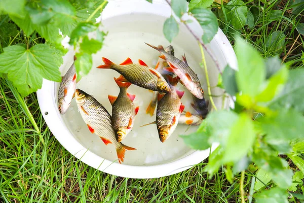 Fresh Fish Plastic Bowl Outdoors Common Rudd Caught River — Fotografia de Stock