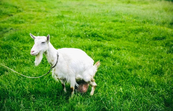 Chèvre Blanche Sur Herbe Animaux Domestiques Dans Nature — Photo