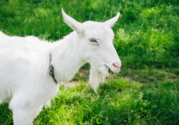 Chèvre Blanche Sur Herbe Animaux Domestiques Dans Nature — Photo