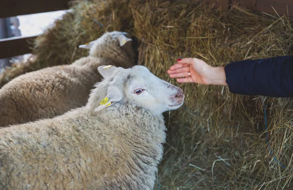 Woman Patting Sheep Cute Domestic Animals — Zdjęcie stockowe