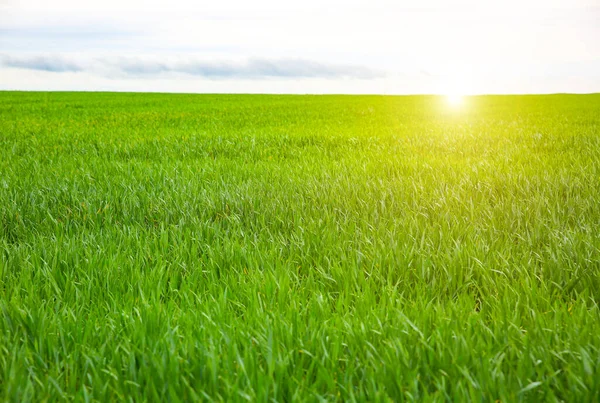 Tall Green Grass Field Spring Meadow Landscape Sunny Day Summer — 图库照片