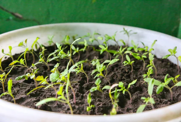 Seedlings Bucket Ground Sprouts Tomatoes Spring Photo Agriculture Idea Eco — Fotografia de Stock