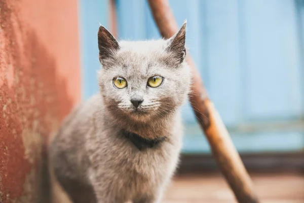 Grey Kitten Outdoors Home Fluffy Pet Collar — ストック写真