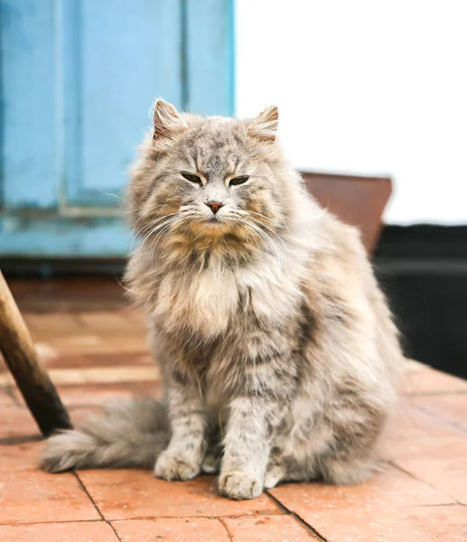 Grey Cat Outdoors Happy Home Fluffy Pet — ストック写真
