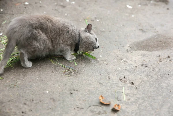 Grey Kitten Outdoors Eating Grass Home Fluffy Pet Collar — Stock Photo, Image