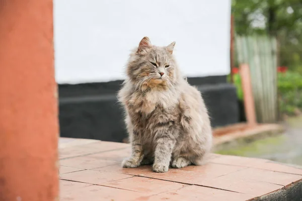 Grey Cat Outdoors Home Fluffy Pet Collar Animal Village — Stock fotografie