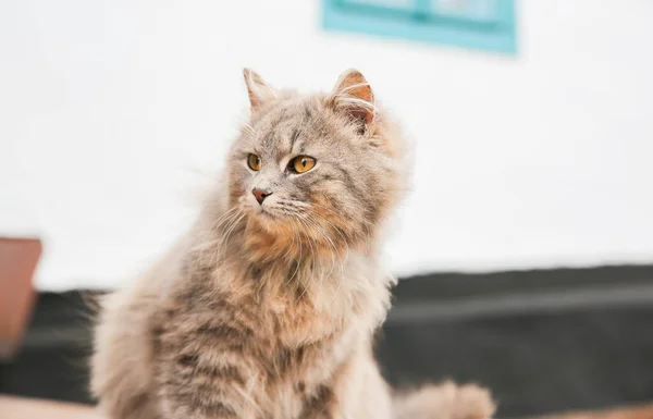 Grey Cat Outdoors Home Fluffy Pet Collar Animal Village — ストック写真