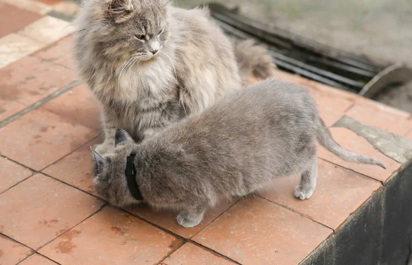 Two Grey Cats Outdoors Home Fluffy Pets Animals Village — Foto Stock