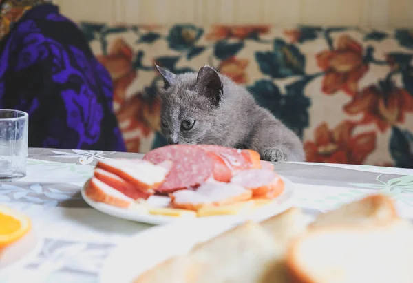 stock image Grey cat near the table. Fluffy pet wants to steal some food. hungry animals at home.