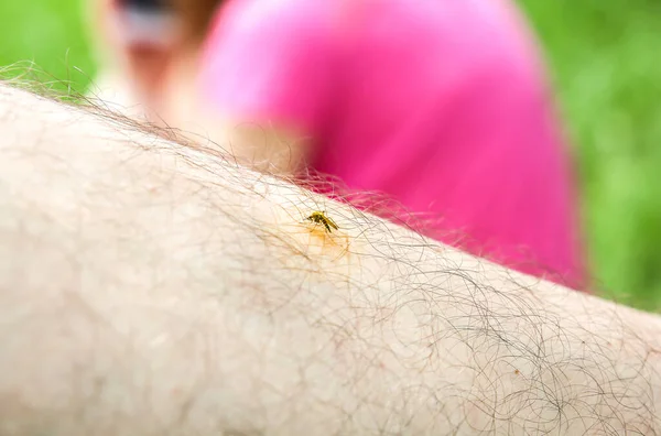 Mosquito sitting on the leg. Insects bite in the summer. Dangerous nature. Itchy body.