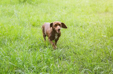 Dachshund dog running on the grass. Happy pet in the nature. Summer mood.