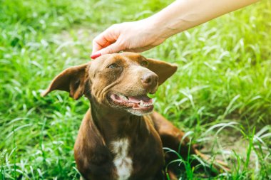 Woman is stroking dachshund dog on the grass. Happy pet in the nature. Summer mood.