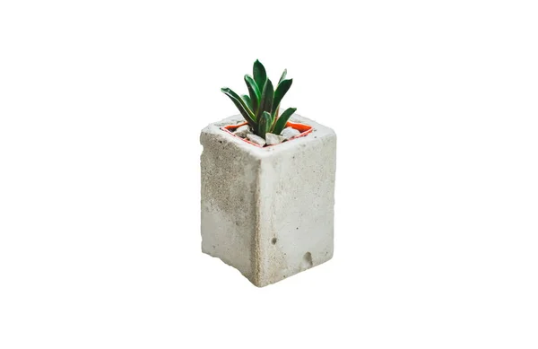 Succulent Isolated White Background Cactus Concrete Plant Pot — Stockfoto