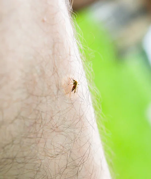 Κουνούπι Κάθεται Στο Πόδι Έντομα Δαγκώνουν Καλοκαίρι Επικίνδυνη Φύση Φαγούρα — Φωτογραφία Αρχείου