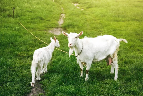 White Goat Its Babies Grass Domestic Animals Nature — Photo