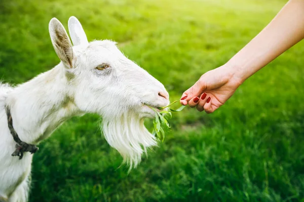 Une Chèvre Blanche Qui Mange Saule Femme Nourrit Les Animaux — Photo