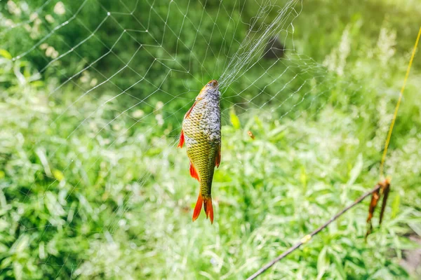 Poisson Dans Filet Braconnier Illégal — Photo