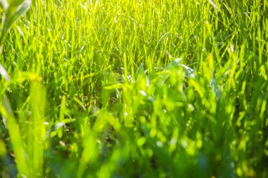 Parlak yeşil çimenler. Yaz havası fotoğrafı. Doğa geçmişi. Güzel, taze duvar kağıdı..
