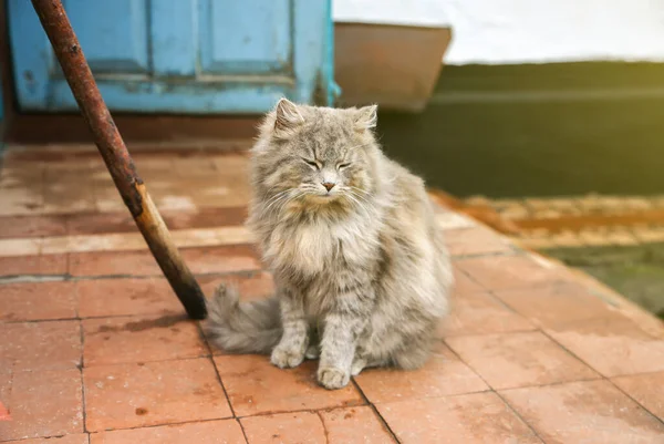 Grey Cat Outdoors Happy Home Fluffy Pet — ストック写真