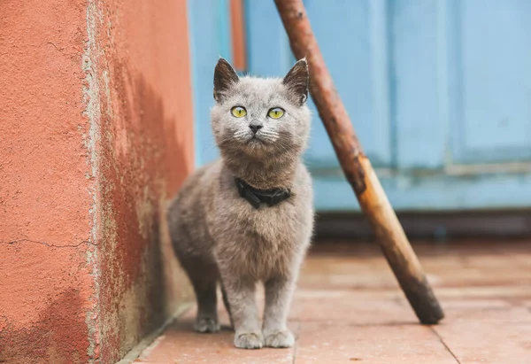 Grey Kitten Outdoors Home Fluffy Pet Collar — ストック写真
