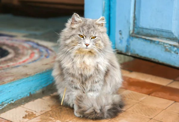 Grey Cat Outdoors Home Fluffy Pet Collar Animal Village — Stock fotografie