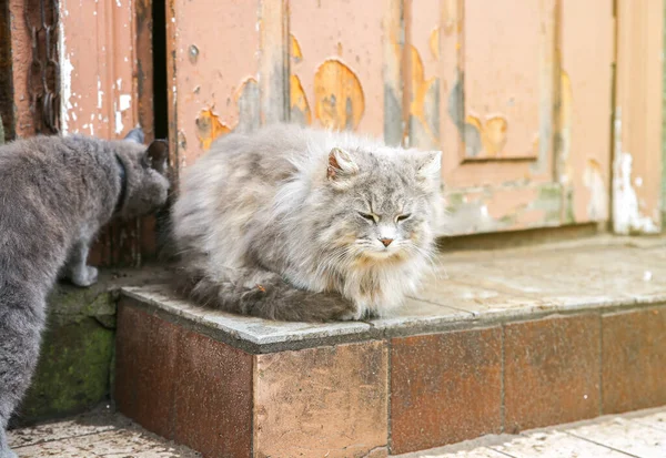 Две Серые Кошки Улице Домашние Пушистые Питомцы Животные Деревне — стоковое фото
