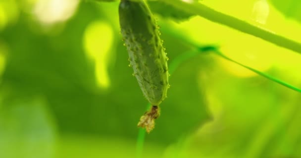 Concombres dans la serre. Les jeunes concombres poussent sur le buisson. — Video