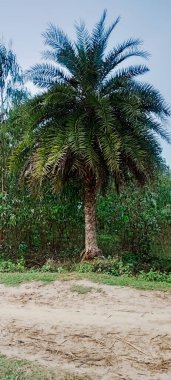 Bahçe manzaralı tarım sahasında güzel resimler