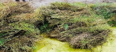 Güzel doğa, tarım arazisi mastard fasulyelerinin hasat edilişini araştırıyor.