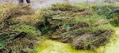 Güzel doğa, tarım arazisi mastard fasulyelerinin hasat edilişini araştırıyor.