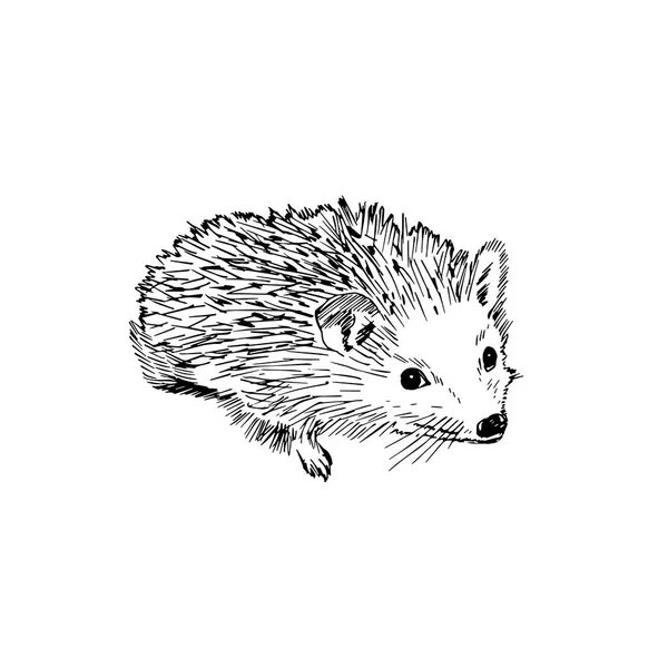 Hedgehog, graphic hand drawing. Cute sketch. Vector — Stockový vektor