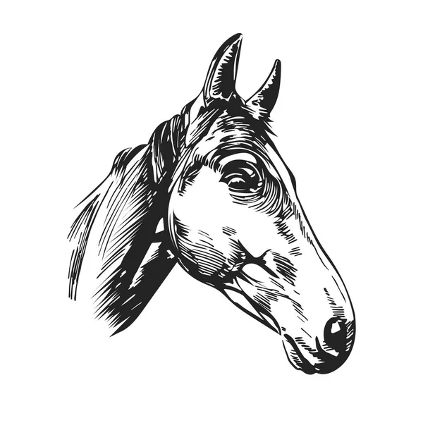 Tangan Ditarik Kepala Kuda Sketsa Seni Untuk Desain Ilustrasi Vektor - Stok Vektor