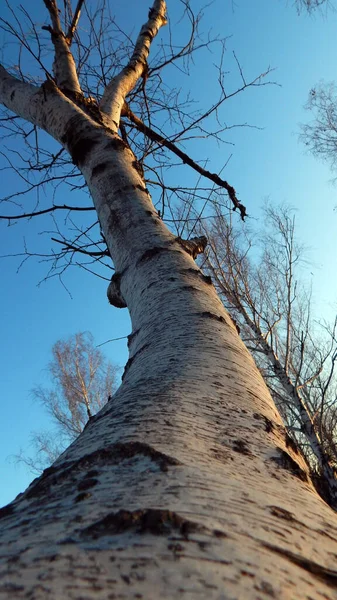 Donetsk 'te sonbahar oranları