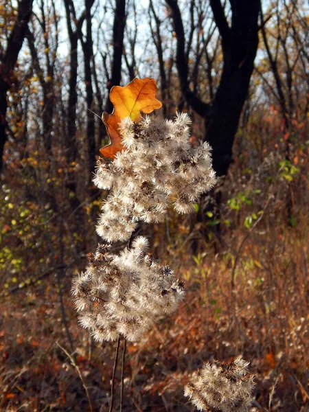 Tasas Otoño Donetsk — Foto de Stock