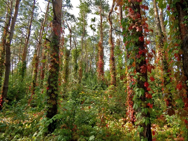 Donetsk 'te sonbahar oranları