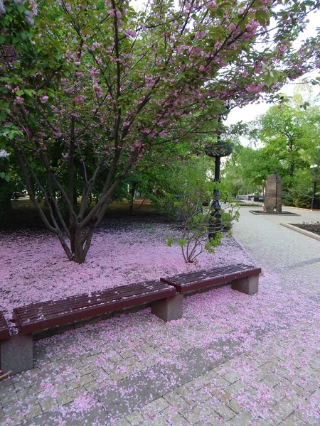 Donetsk 'te bahar oranları