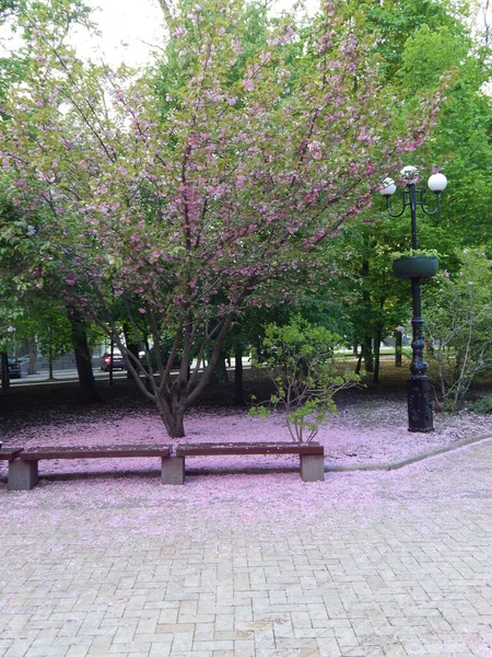 Donetsk 'te bahar oranları