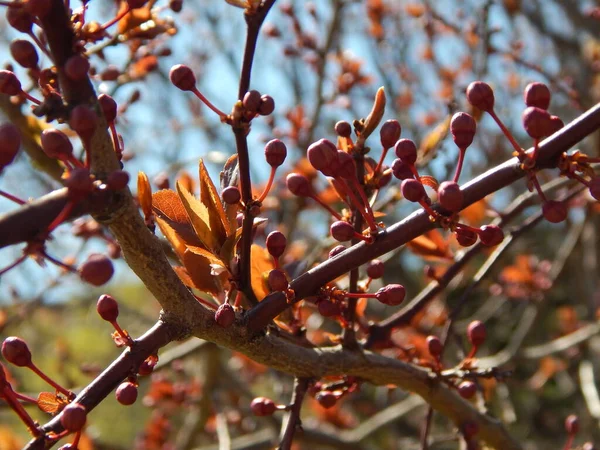 Donetsk 'te bahar oranları