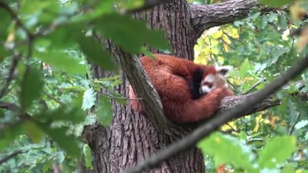 Panda Rojo Firefox Panda Menor Ailurus Fulgens Descansando Árbol — Vídeos de Stock
