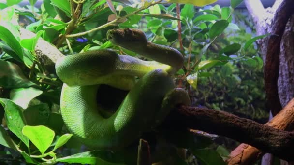 Groene Boomslang Met Heldergroene Smaragdgroene Schubben Een Boomtak Gewikkeld — Stockvideo