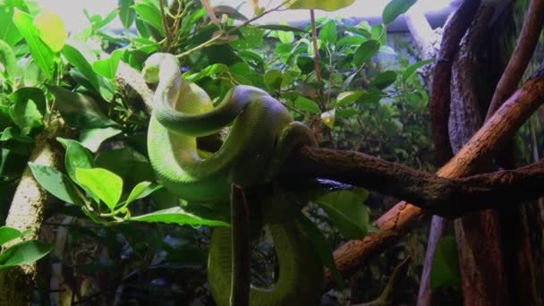 Serpente Árvore Verde Com Escamas Verdes Esmeralda Bidireitas Enroladas Torno — Vídeo de Stock